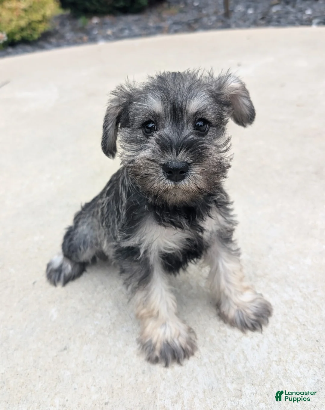 Miniature Schnauzer dogs for sale: Molly - Ad 2