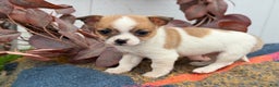 Chihuahua dogs for sale: Buddy - Ad 13