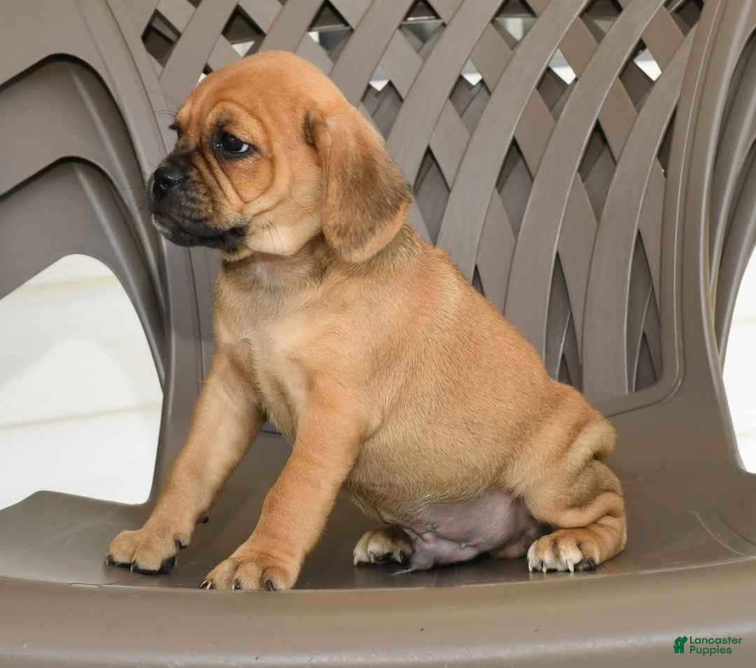 And Pug Puppy Mini Dachshund Pug Mix Dachshund X Pug 2025