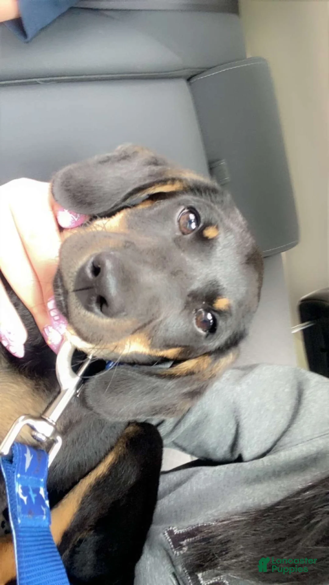 Mixed Breed dogs for sale: Mixed Breed 1 - Ad 7