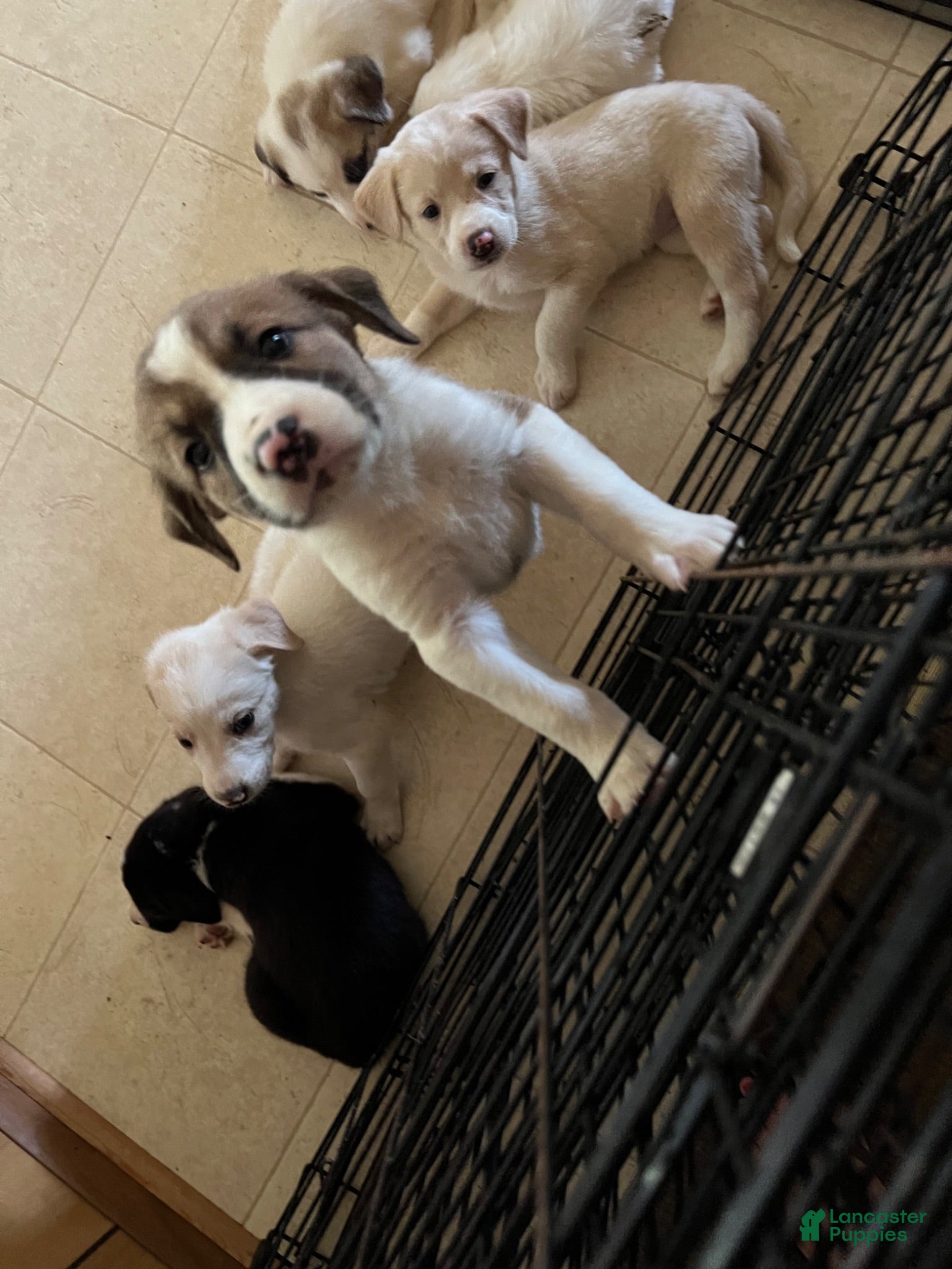 Mixed Breed dogs Mixed Breed 1 - Ad 35