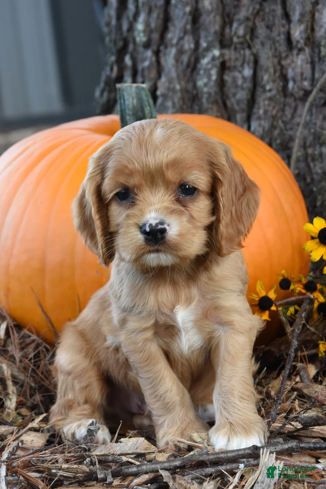 Cocker Spaniel dogs for sale: Max - Ad 1