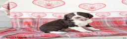 English Springer Spaniel dogs for sale: Dunkin - Ad 3