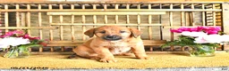 Golden Shepherd dogs for sale: Roxy - Ad 9