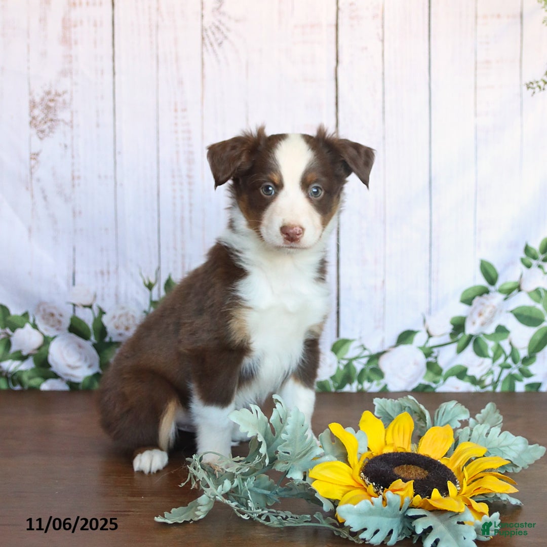Miniature Australian Shepherd dogs for sale: Maverick - Ad 2