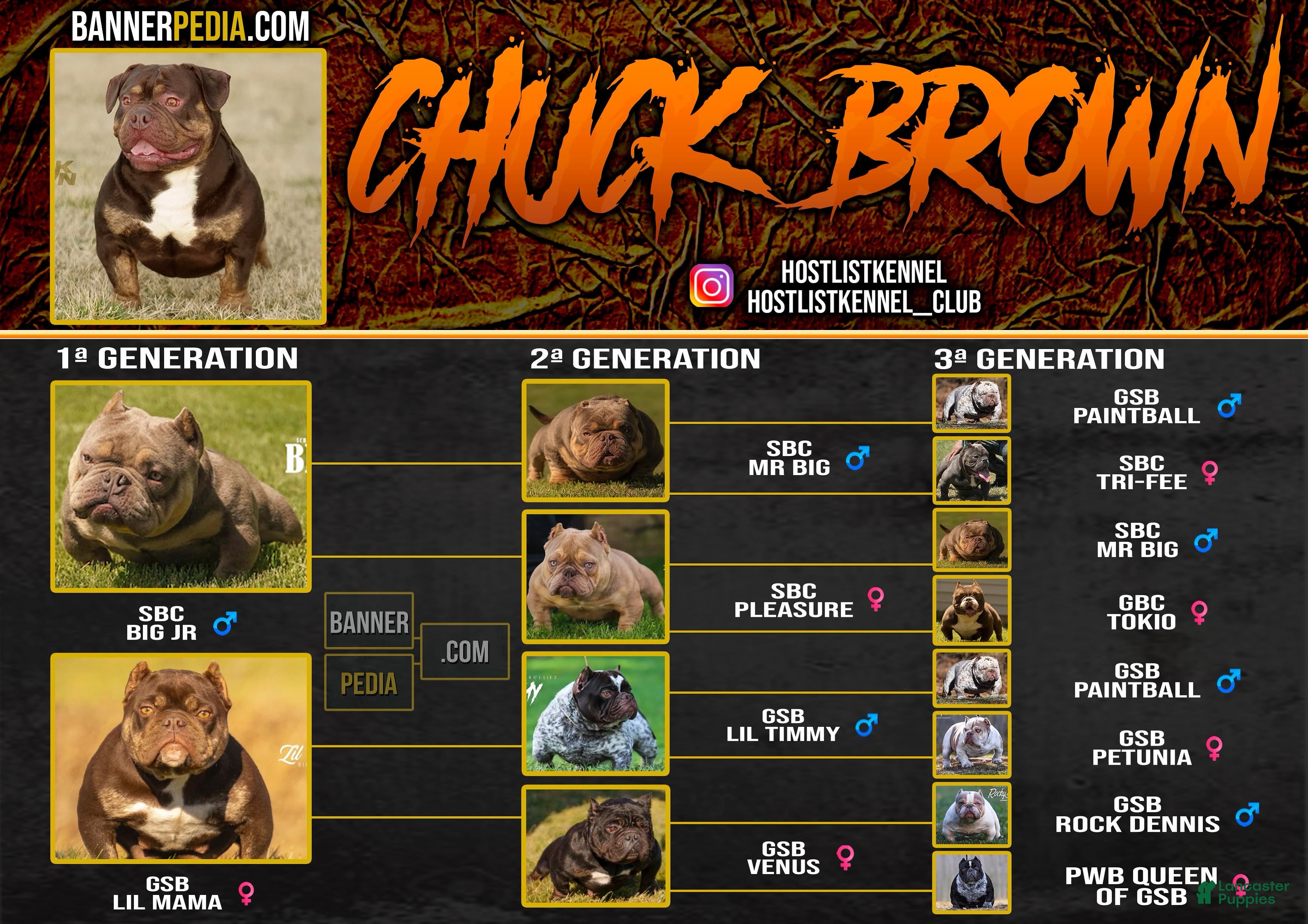 American Bully dogs Chuck brown  - Ad 2