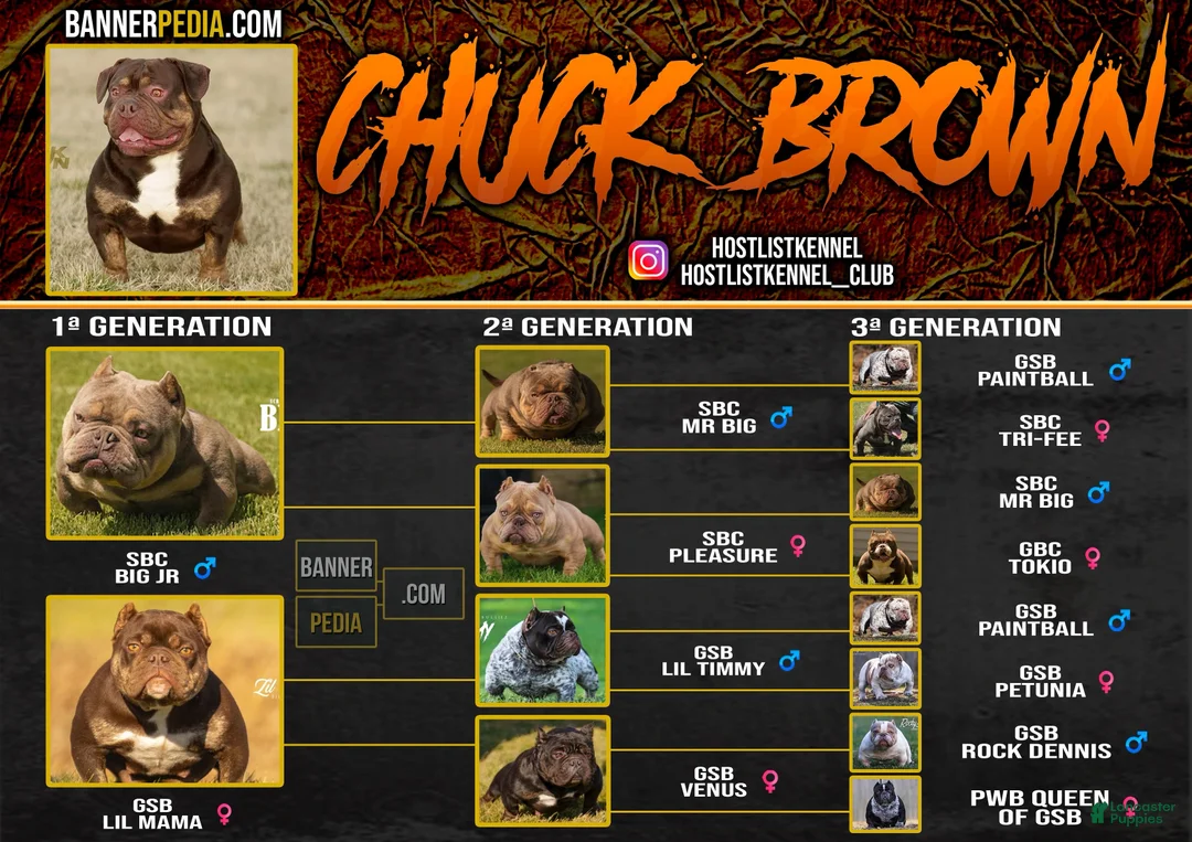 American Bully dogs for stud: Chuck brown  - Ad 1