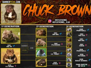 American Bully dogs Chuck brown - Ad 2