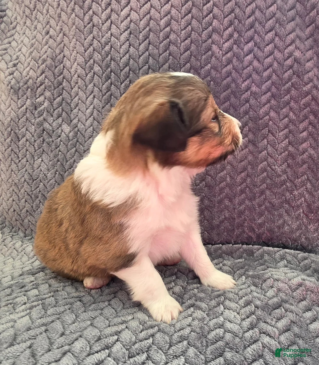 Shetland Sheepdog dogs for sale: Meridius - Ad 5