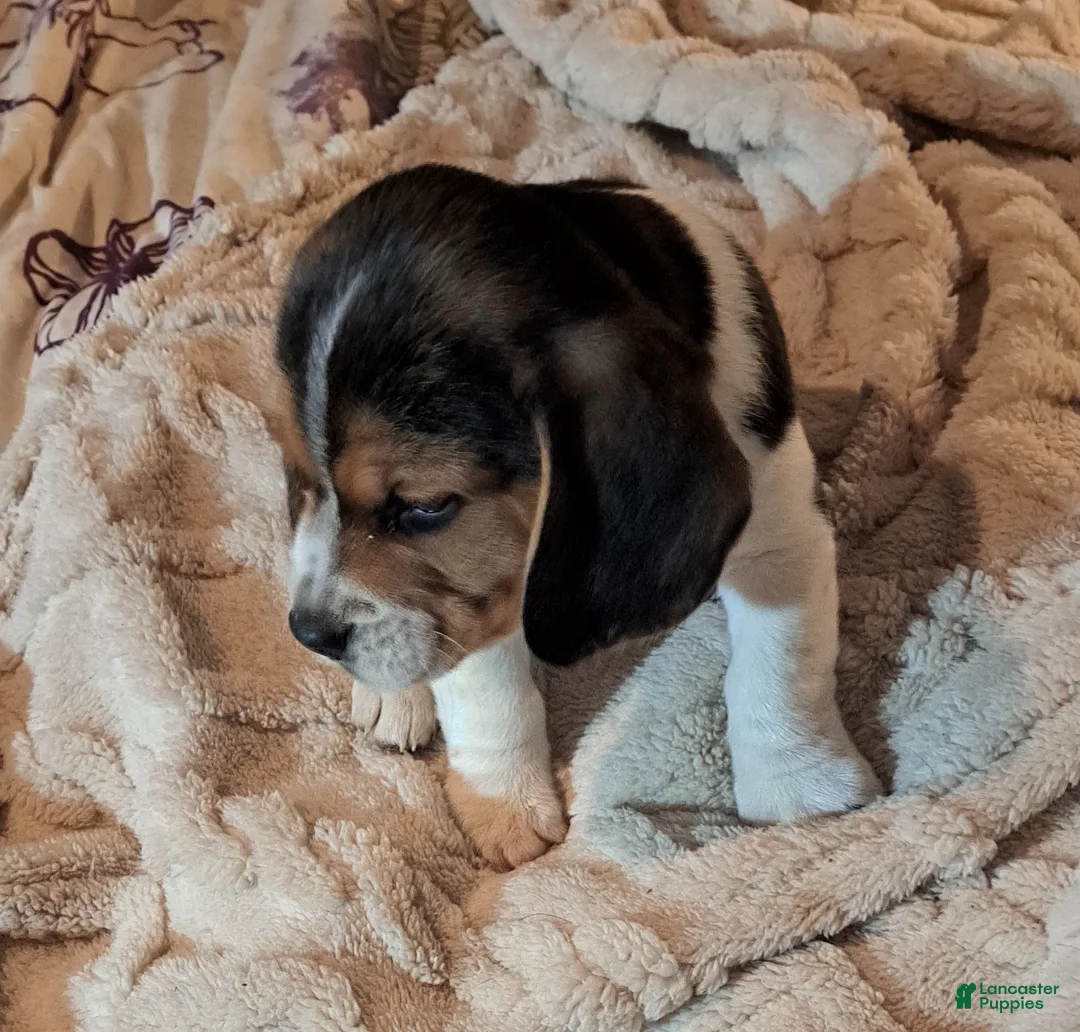 Beagle dogs for sale: Beagle Puppy 1 - Ad 2