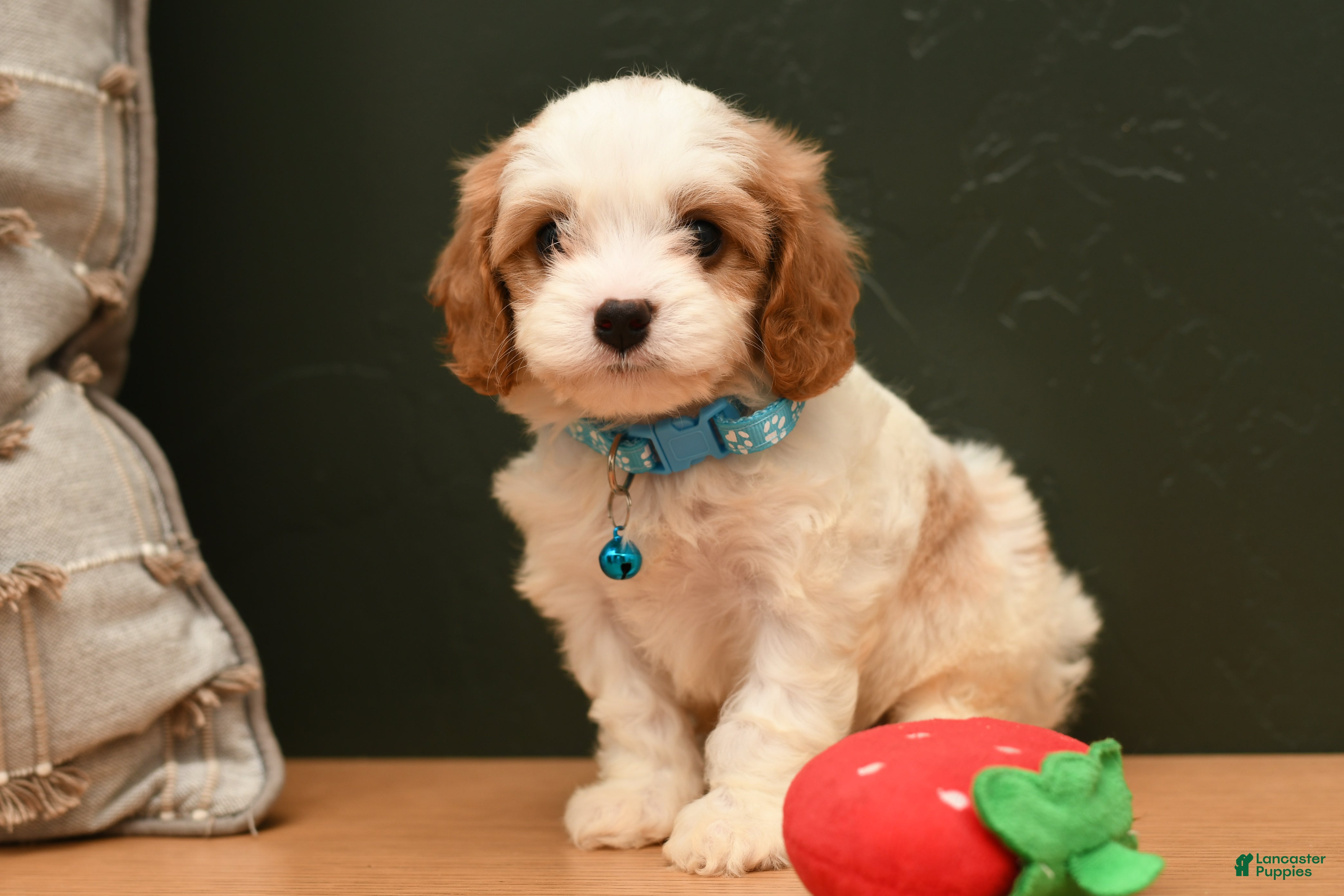 Cavapoo dogs Drake - Ad 1