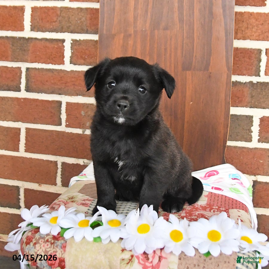 Mixed Breed dogs Lonnie - Ad 2