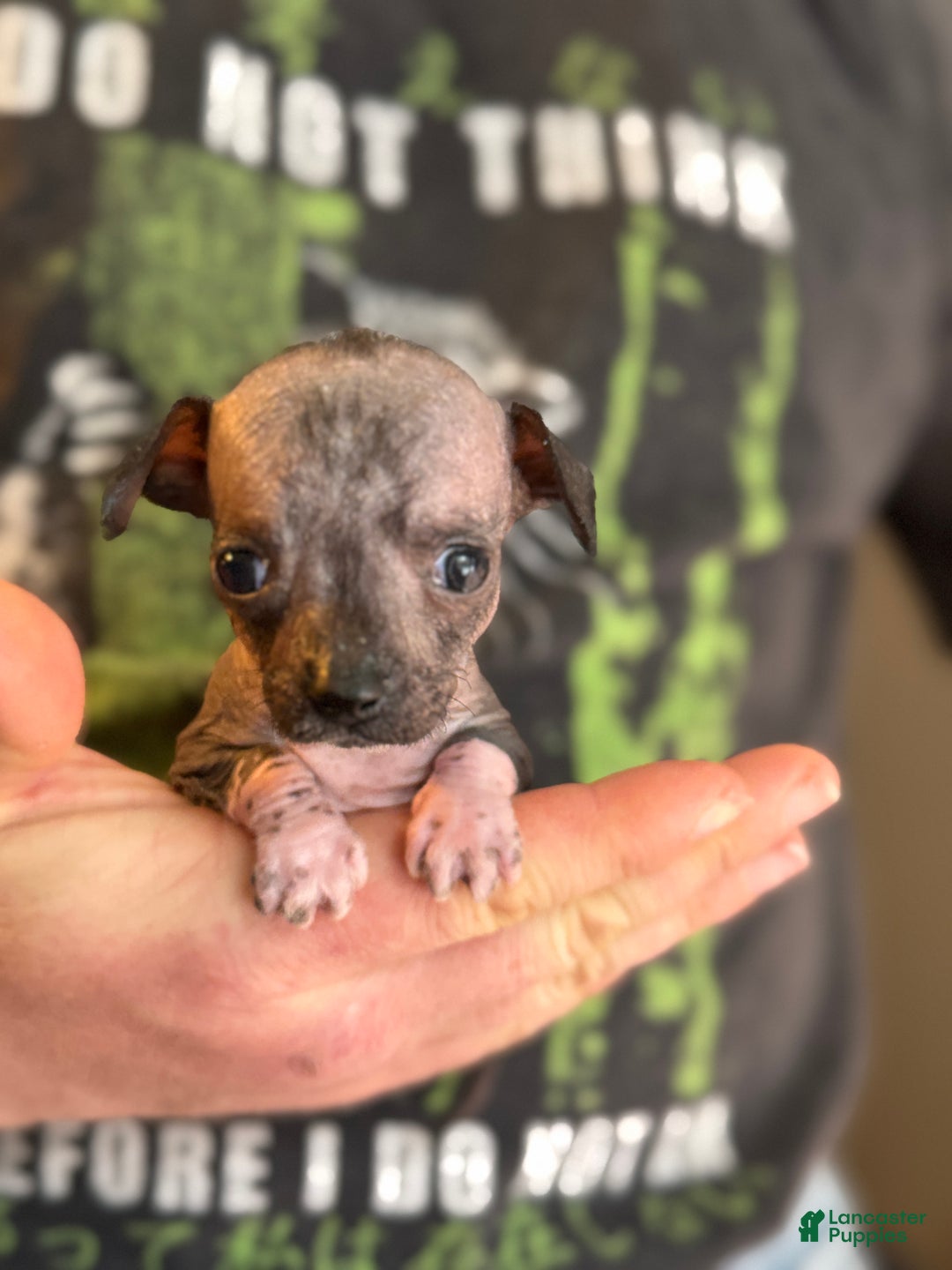 Mixed Breed dogs for sale: Bravo - Ad 6