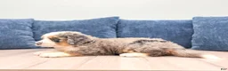 Mini Bernedoodle dogs for sale: Hank - Ad 3