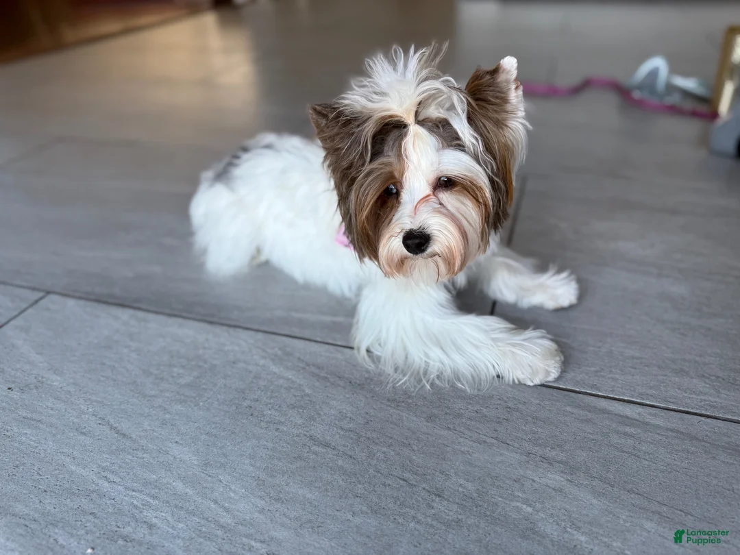 Yorkshire Terrier dogs for sale: Yorkshire Terrier 1 - Ad 1