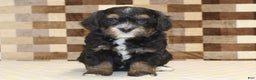 Mini Bernedoodle dogs for sale: Romeo - Ad 3