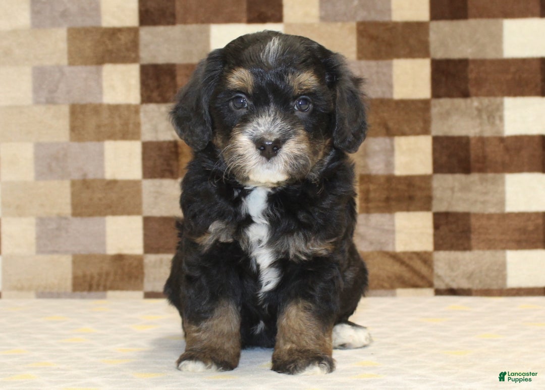 Mini Bernedoodle dogs for sale: Romeo - Ad 3