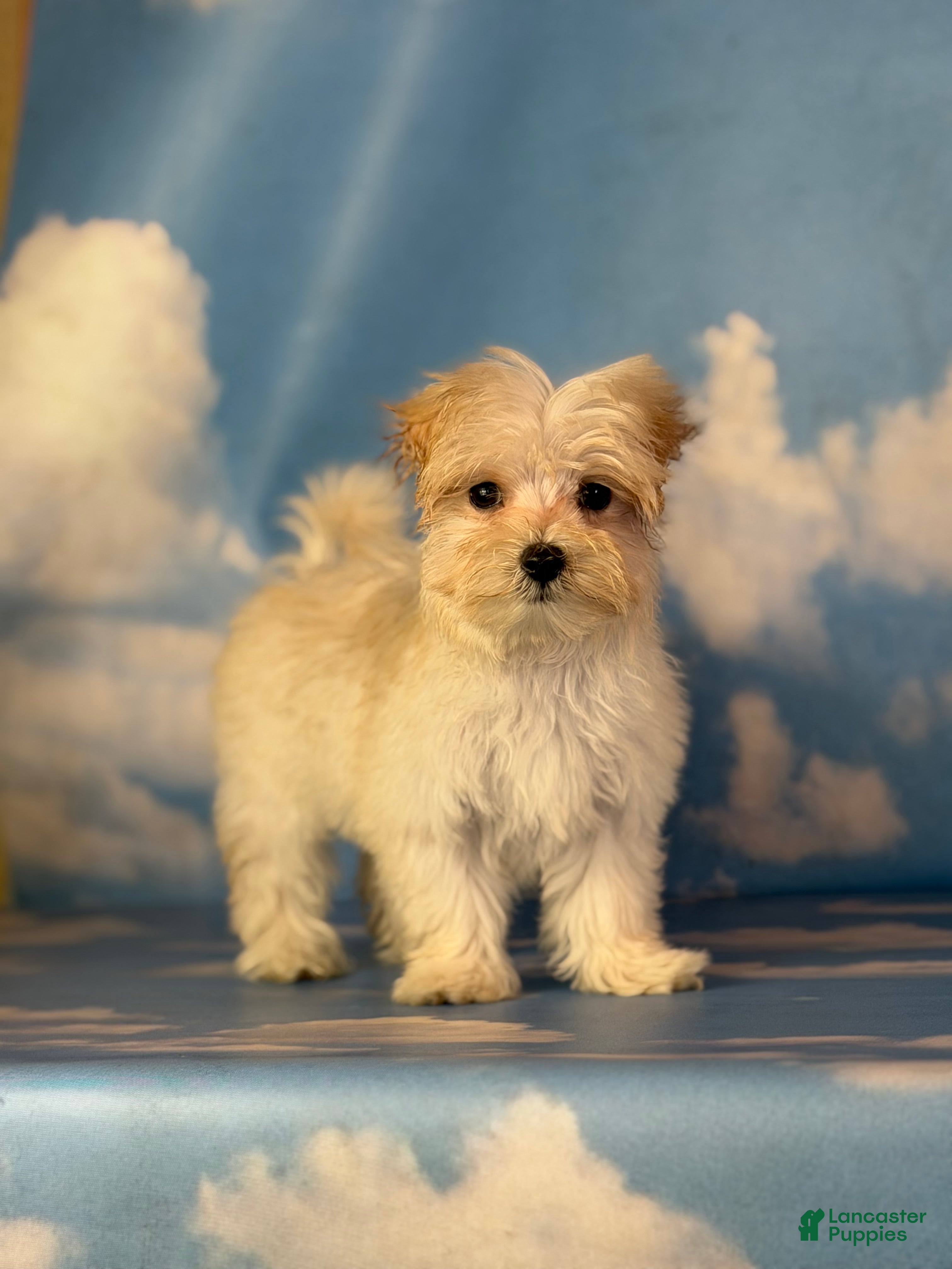 Morkie dogs for sale: Tootsie  - Ad 2