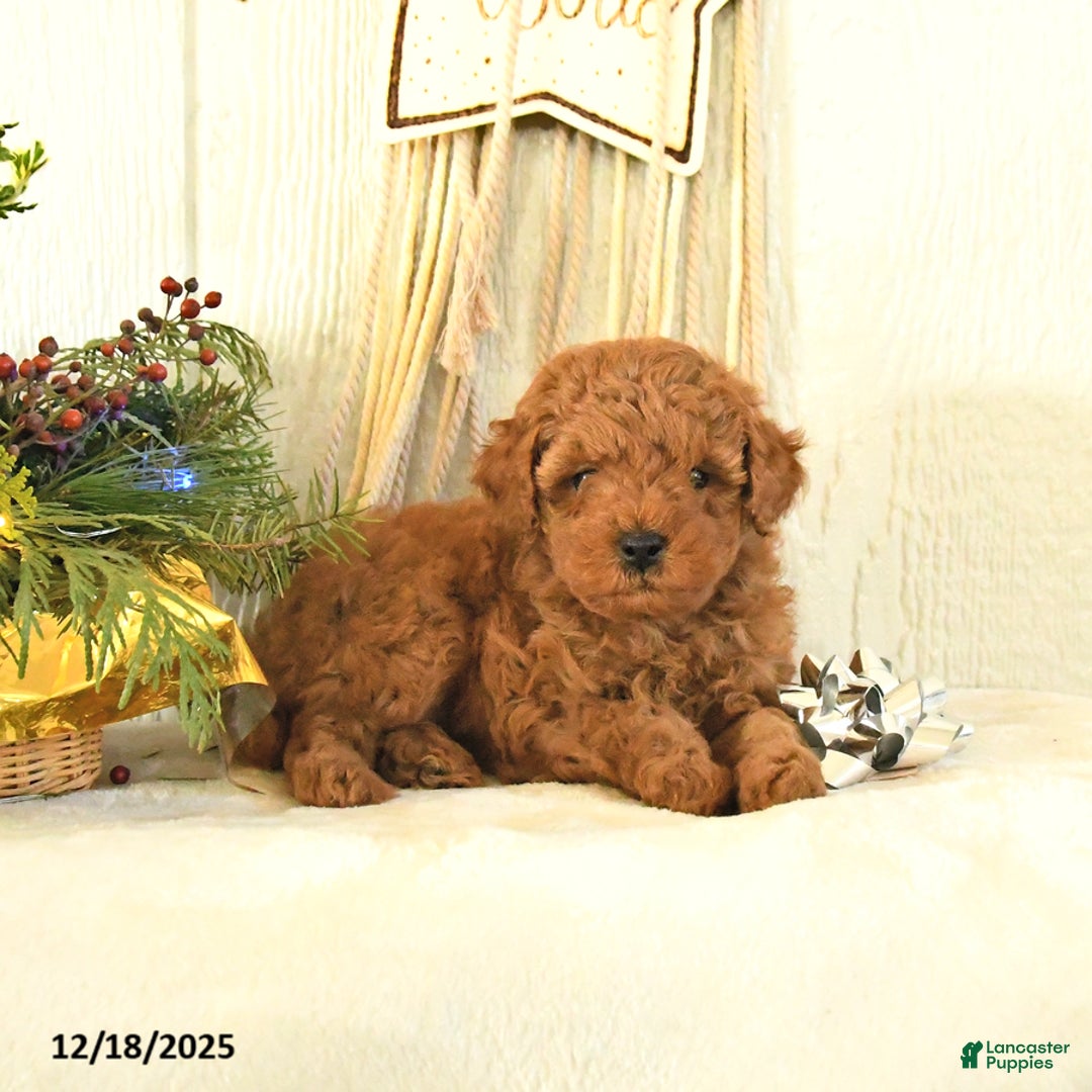 Toy Poodle dogs for sale: Bambi - Ad 1