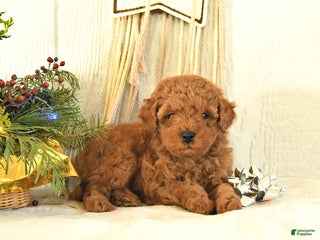 Toy Poodle dogs Bambi - Ad 16