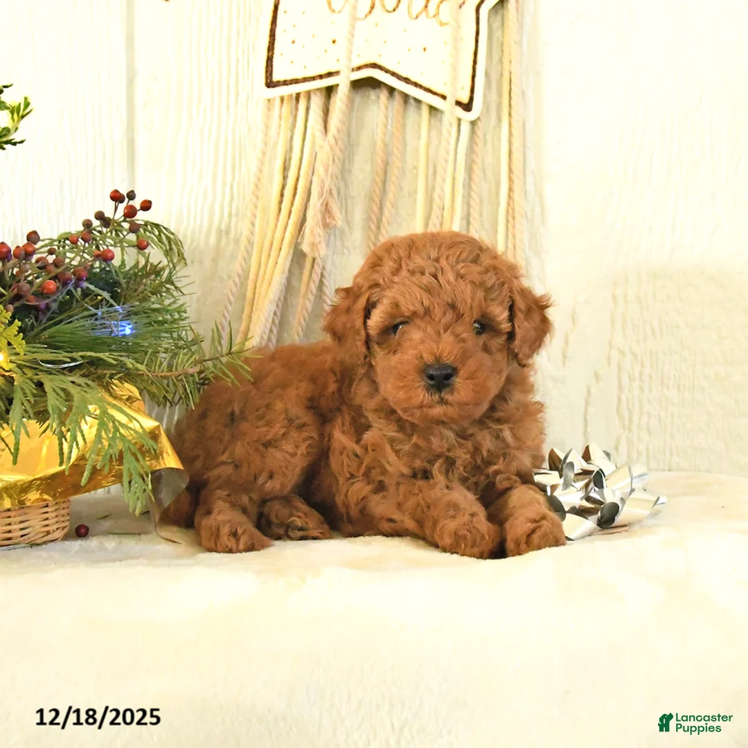 Toy Poodle dogs for sale: Bambi - Ad 1
