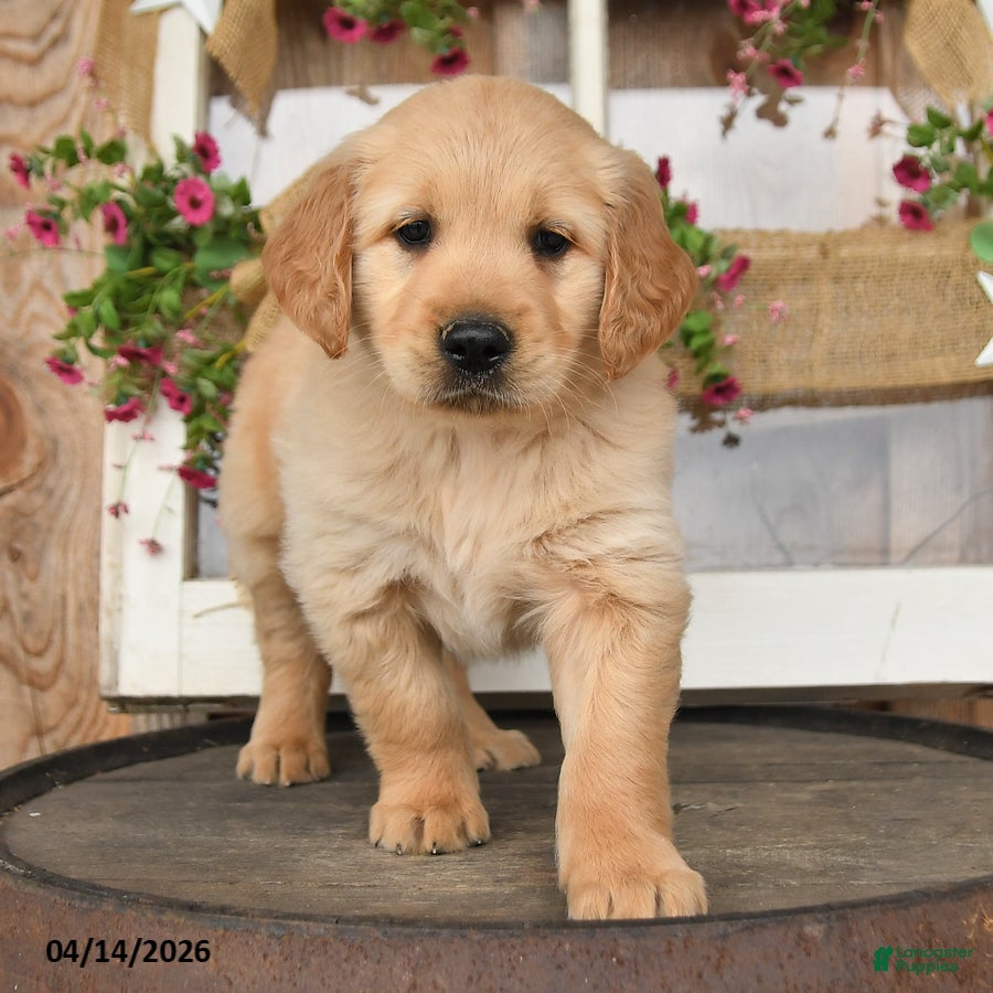 Golden Retriever dogs Layden - Ad 2
