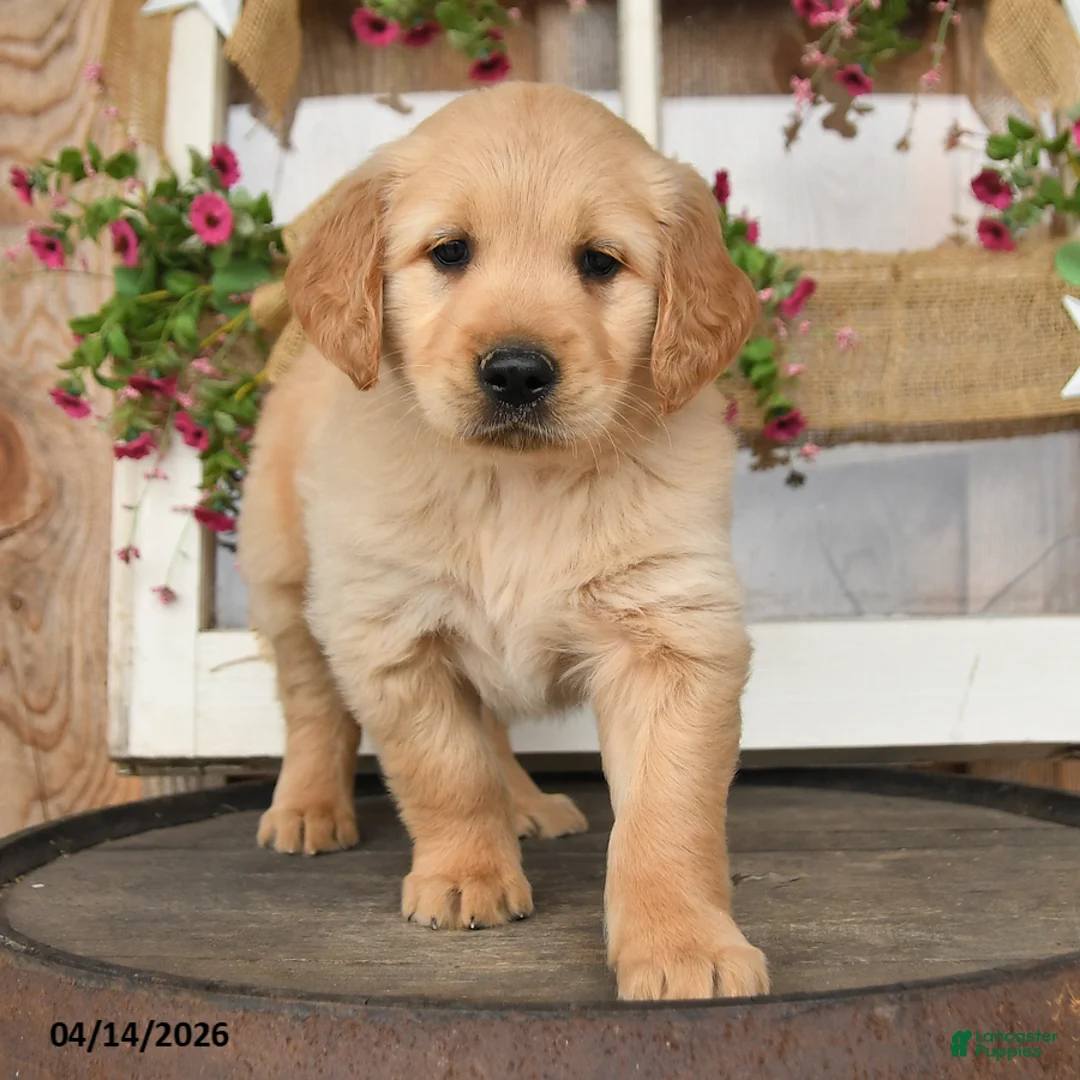 Golden Retriever dogs for sale: Layden - Ad 2