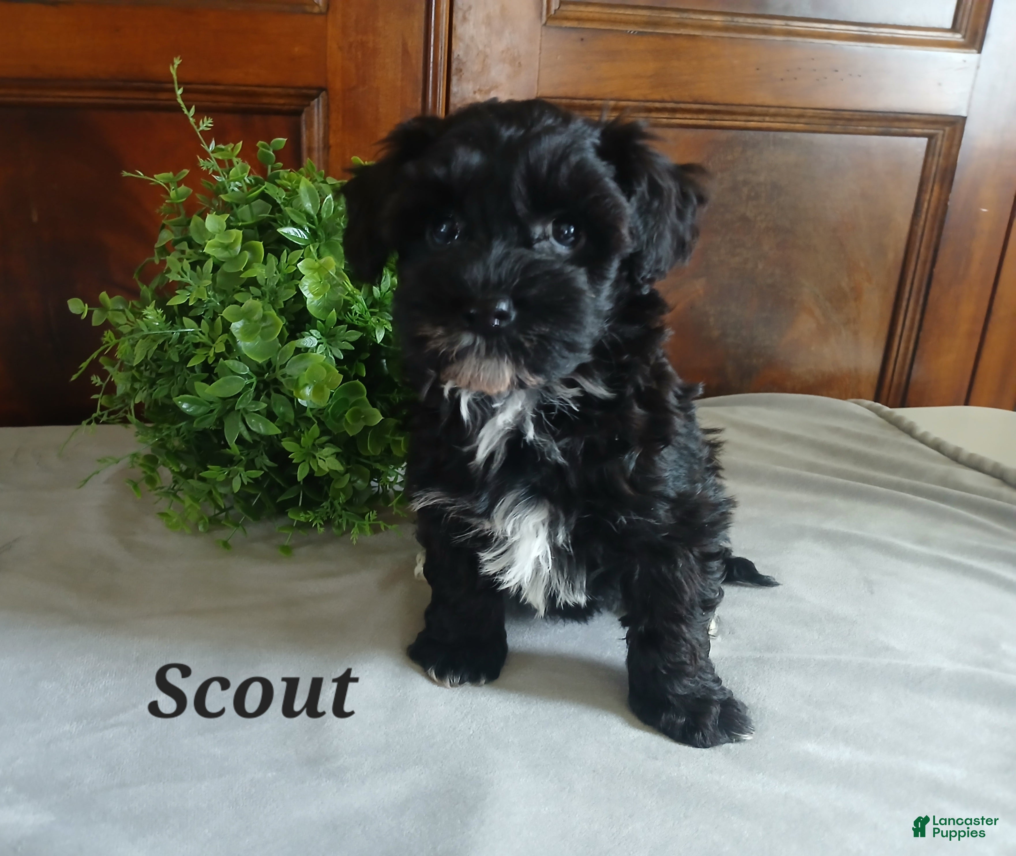 Havapoo dogs Scout - Ad 2