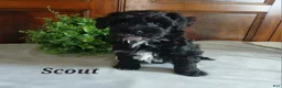 Havapoo dogs for sale: Scout - Ad 2