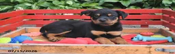 Rottweiler dogs for sale: Missy - Ad 4