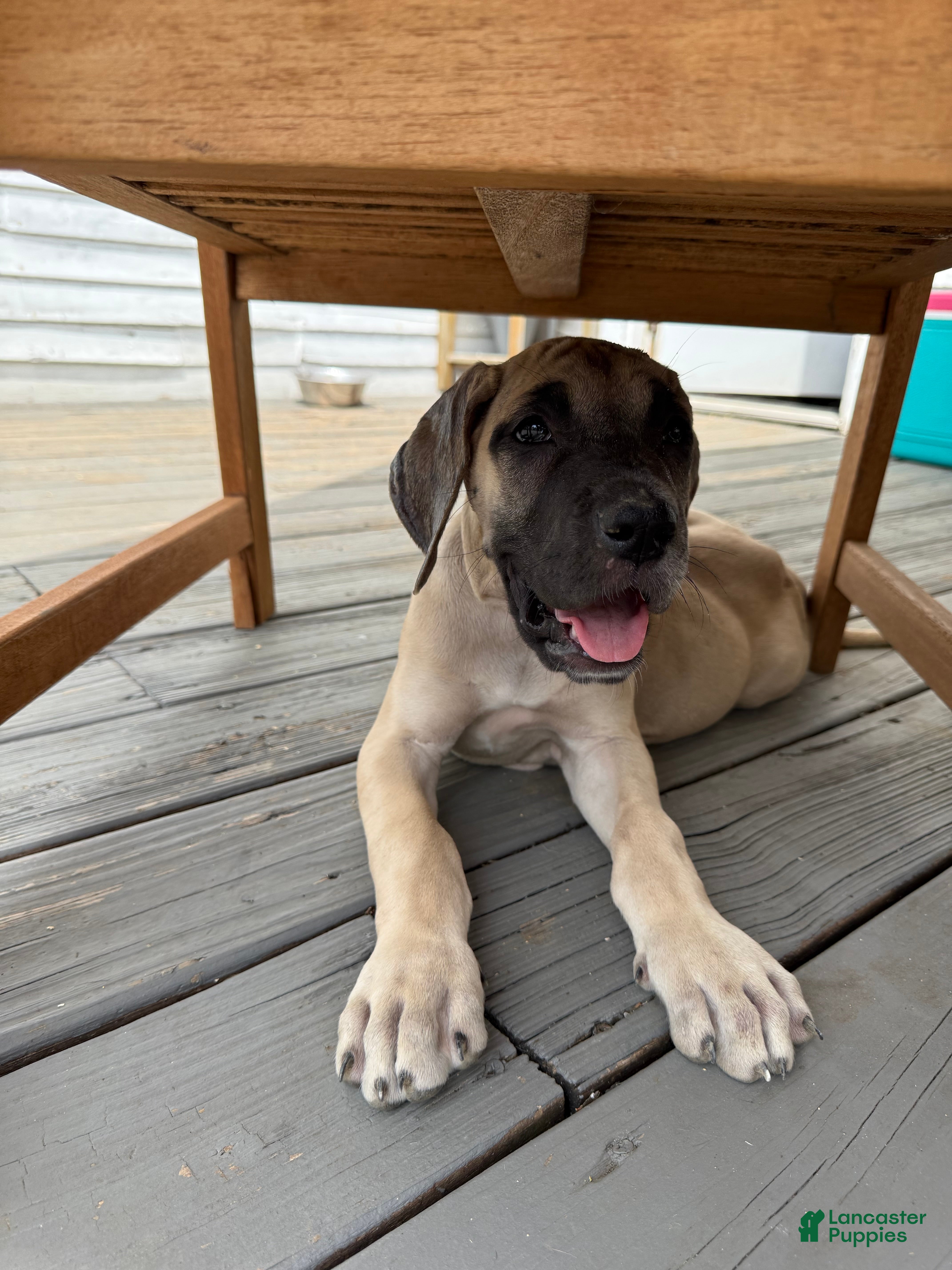 Great Dane dogs Ditalini (Purple) - Ad 1