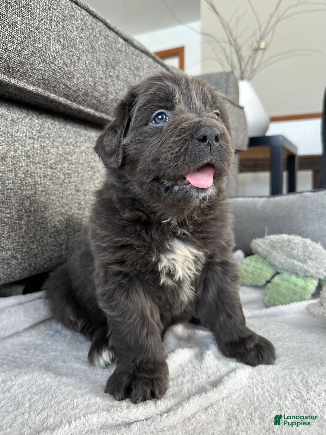 Newfoundland dogs for sale: OFA, AKC, CH “ Tessa”  - Ad 1