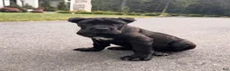 Cane Corso dogs for sale: Rosie - Ad 4
