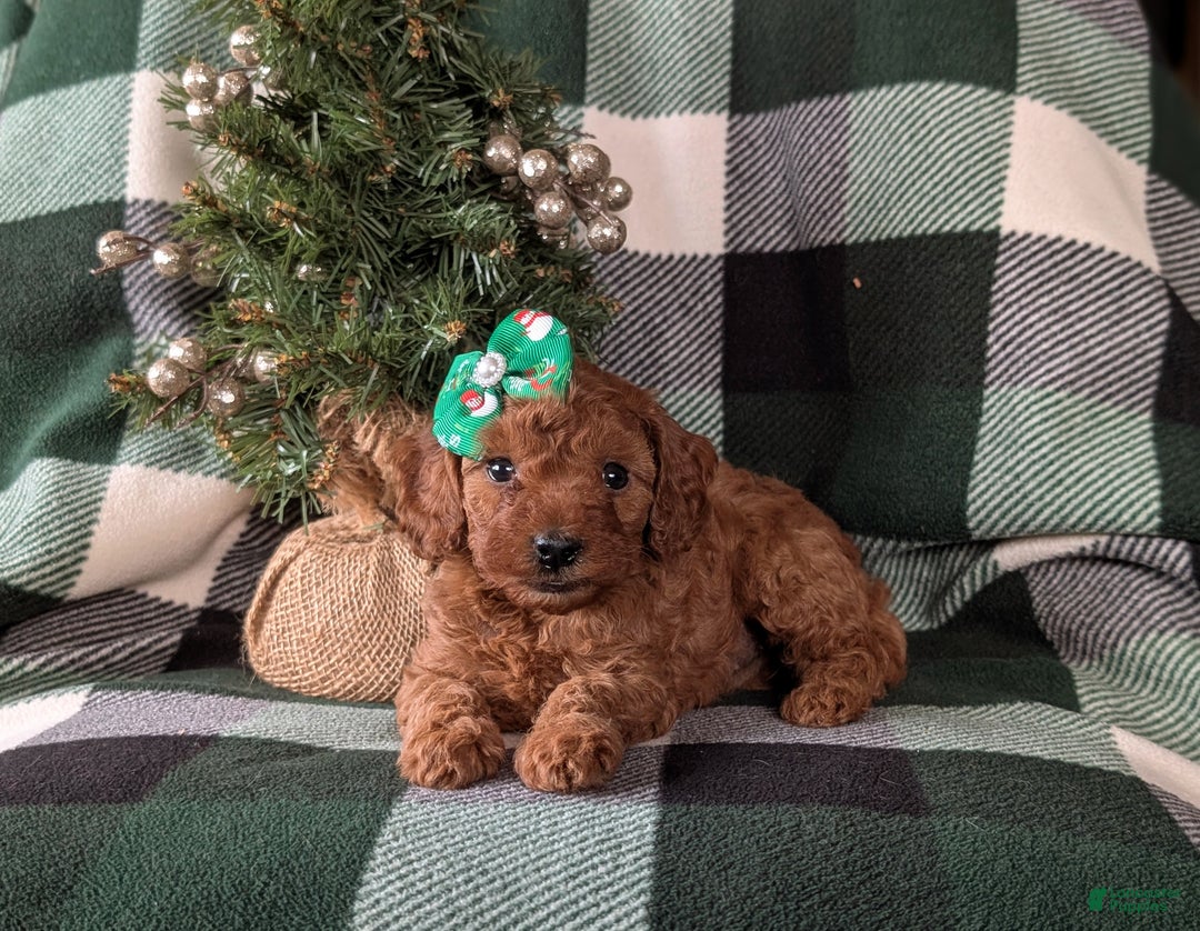 Cavapoo dogs for sale: Carla Hypoallergenic - Ad 5