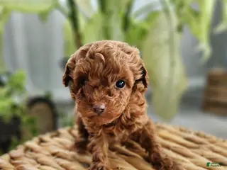 Toy Poodle dogs Teacup Thomas-AKC GENETICALLY TESTED - Ad 12