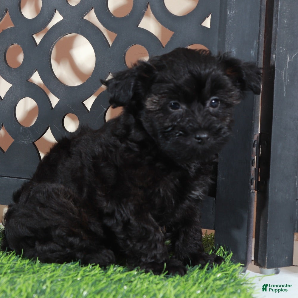 Yorkiepoo dogs Dirk Sleek Black Yorkie-poo Puppy - Ad 2