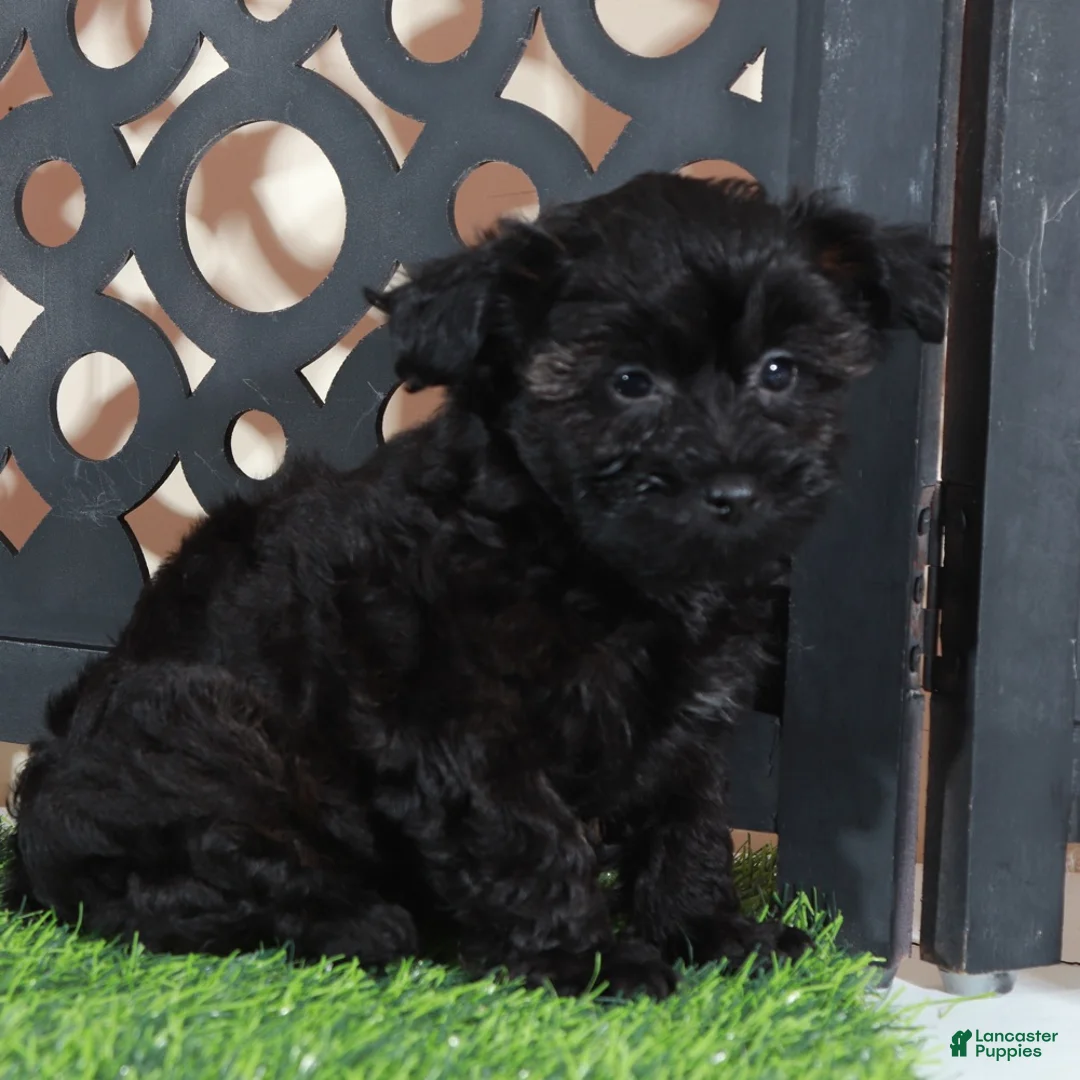 Yorkiepoo dogs for sale: Dirk Sleek Black Yorkie-poo Puppy - Ad 2