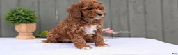 Miniature Poodle dogs for sale: Avery  - Ad 8