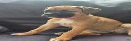 Boxer dogs for sale:  Cricket  - Ad 4