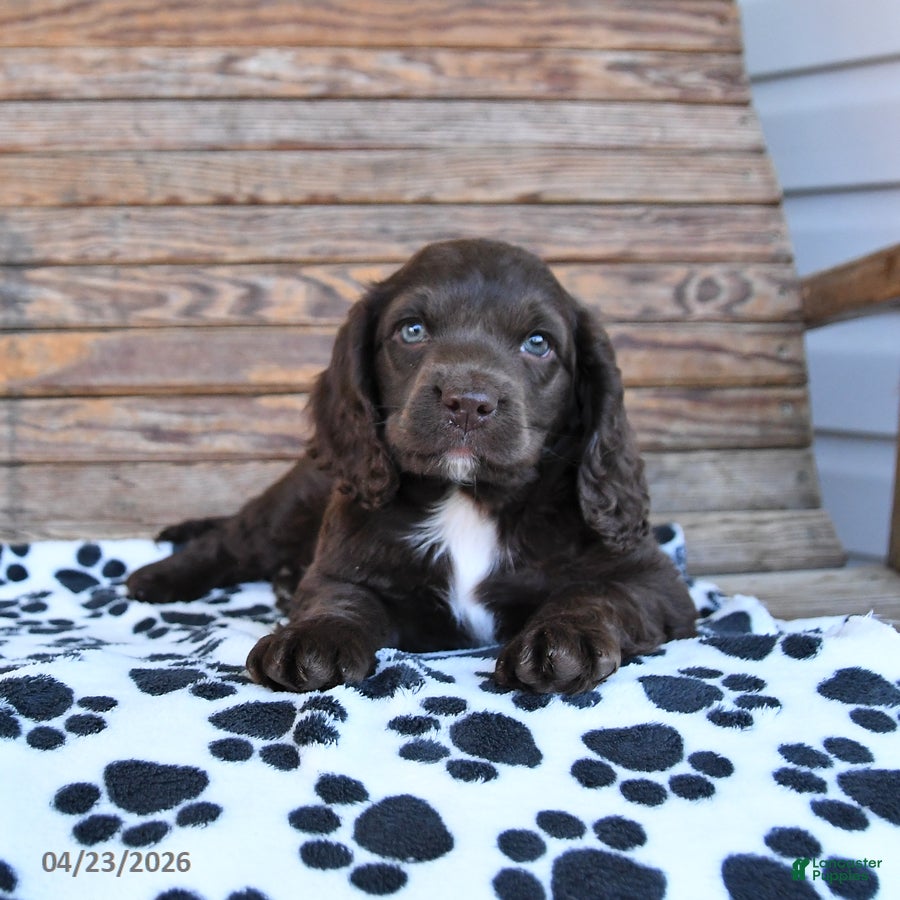 Mixed Breed dogs Percy - Ad 1