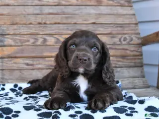 Mixed Breed dogs for sale: Percy - Ad 3