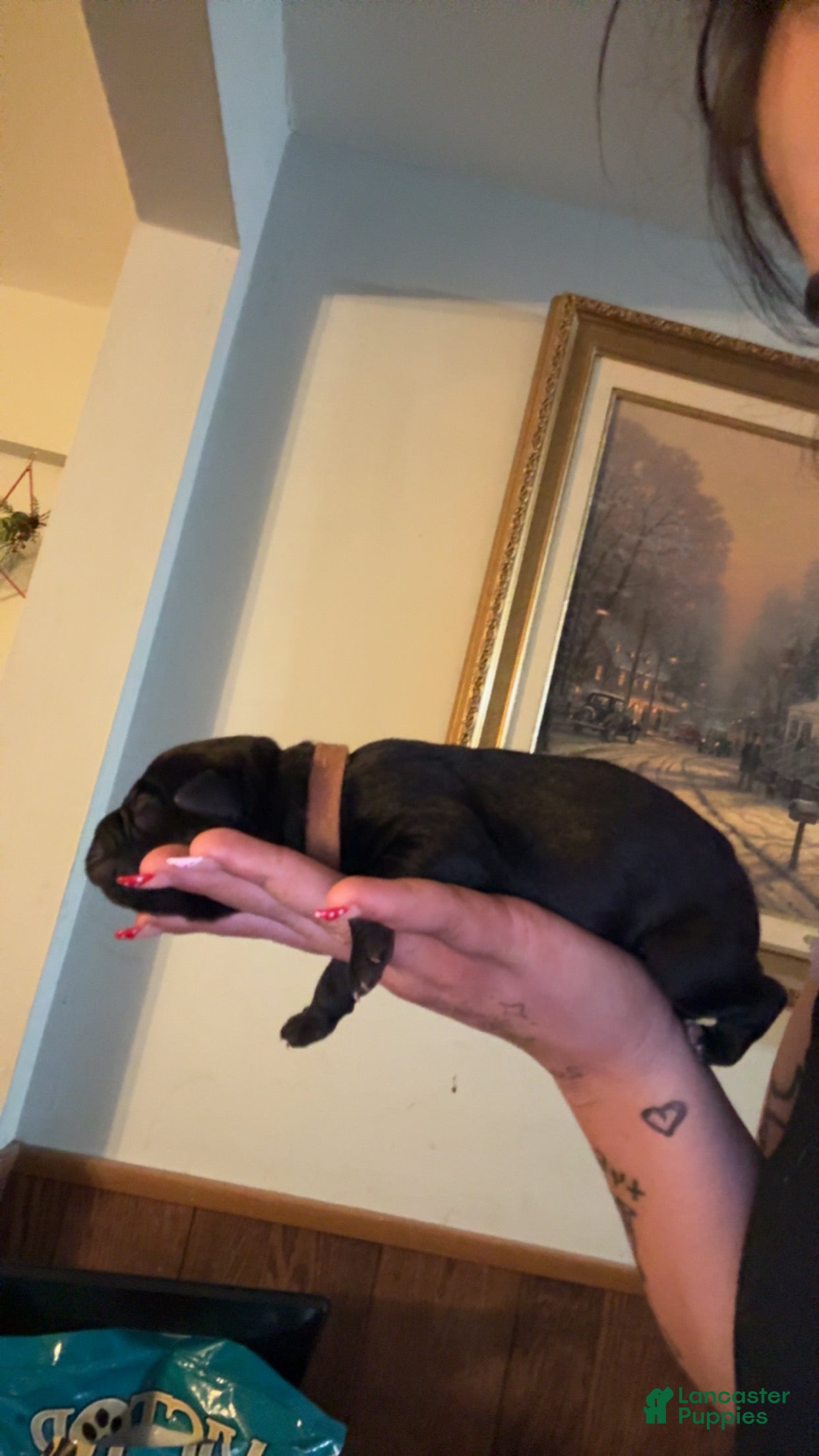 Cane Corso dogs brown collar  - Ad 19