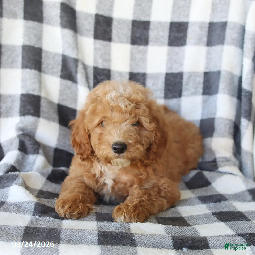 Miniature Poodle dogs for sale: Remi  - Ad 3