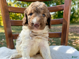 Saint Berdoodles dogs - Ad 41