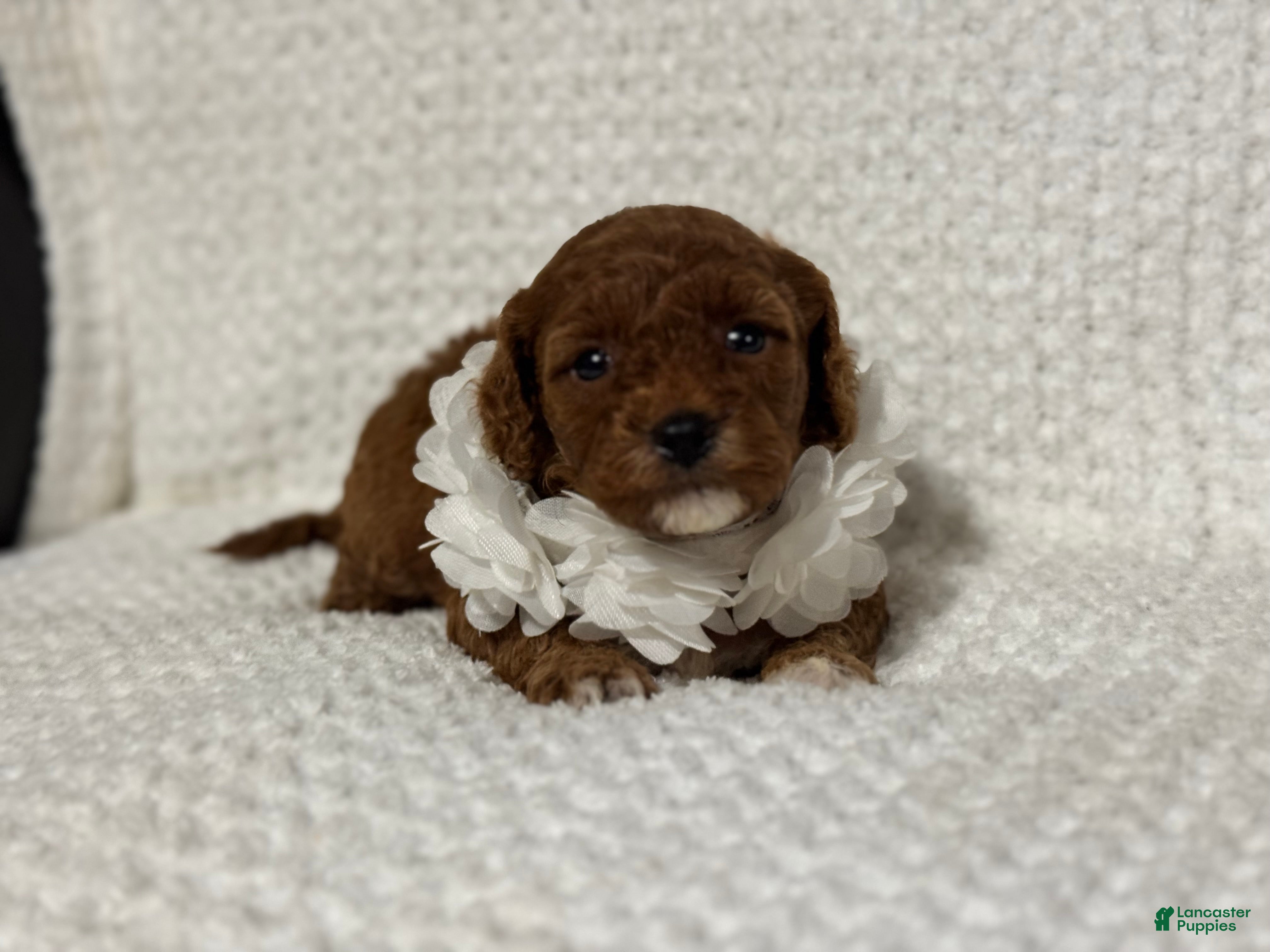 Cavapoo dogs Freya - Ad 33