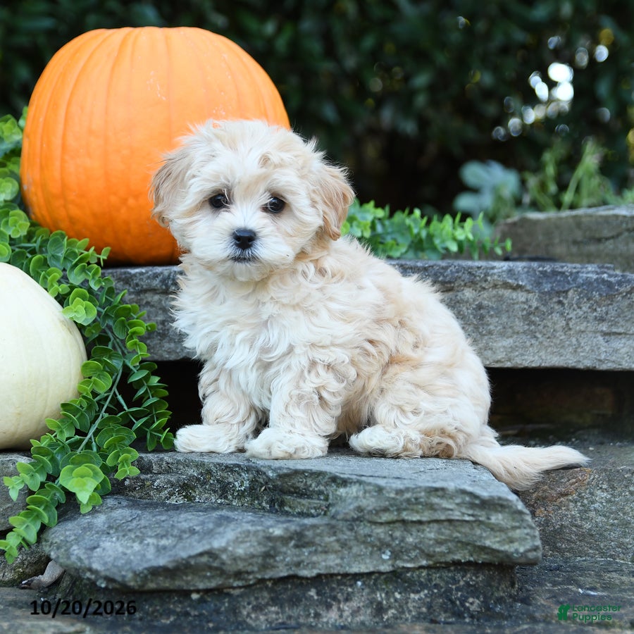 Maltipoo dogs Xavier - Ad 1