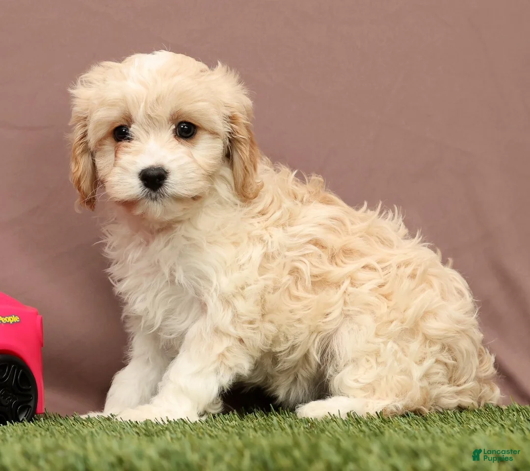 Cavapoo dogs for sale: Lori - Ad 5