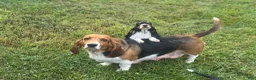 Basset Hound dogs for sale: Daisy  - Ad 14