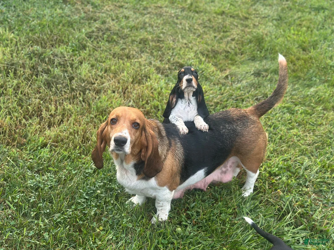 Basset Hound dogs for sale: Daisy  - Ad 14