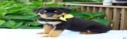 Rottweiler dogs for sale: RAMBO - Ad 4